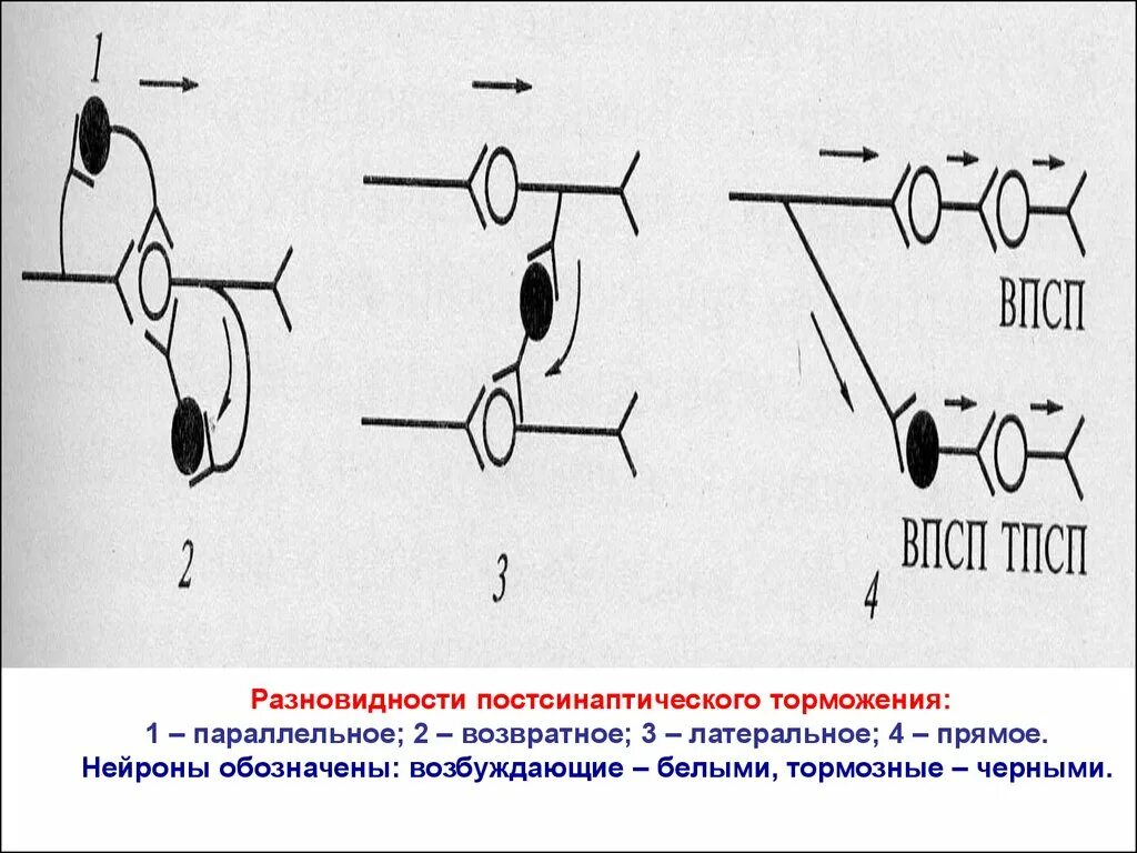 Реципрокное и Латеральное торможение. Постсинаптическое торможение схема реципрокное. Нейронная схема реципрокного торможения. Параллельное постсинаптическое торможение физиология. Возвратное торможение