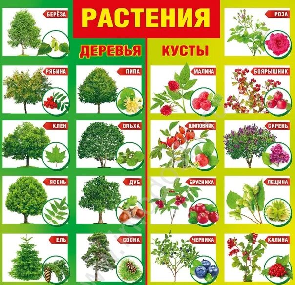 Список кустов