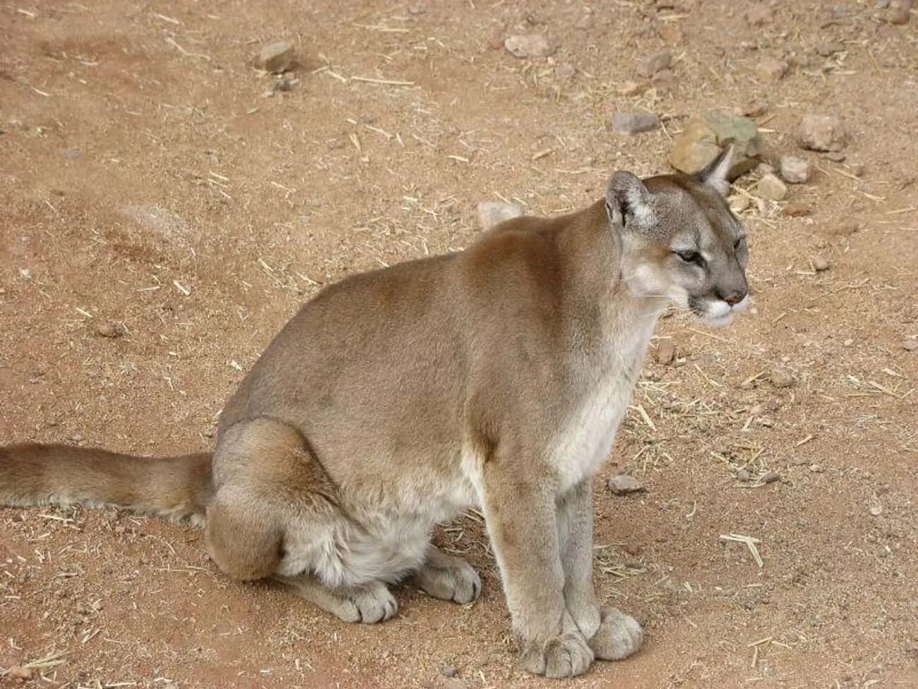 Puma concolor couguar. Пума, Кугуар (Felis concolor) на карте. Пума сидит. Пума фото.