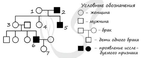 По изображенной на схеме родословной человека определите