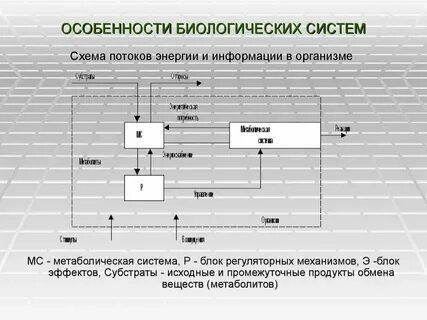 Центр биологических систем