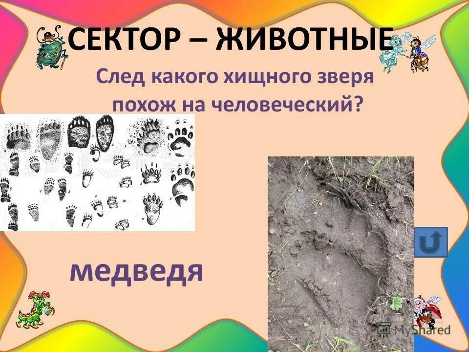 какой след животного похож на человеческий ответ. килиманджаро леопард. у какого хищного животного следы похожи на человеческие. хищного зверя похож на человеческий. след хищника похож на человеческий.