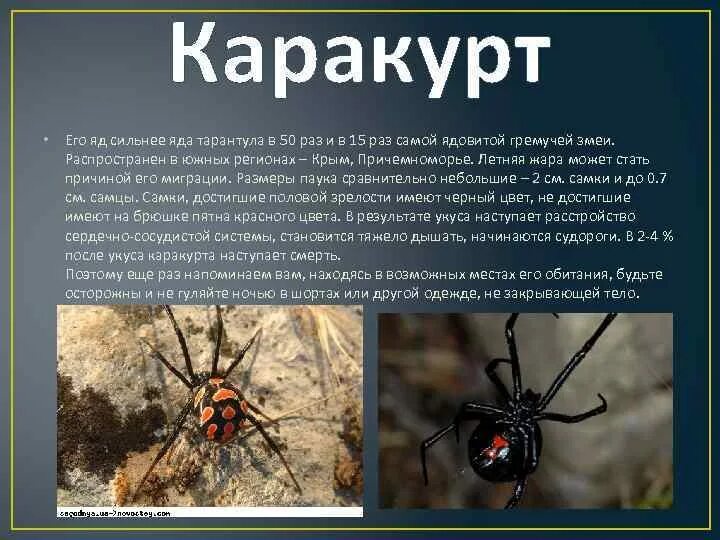 Паук Каракурт паукообразные. Паук Каракурт ядовитый для человека. Каракурт (Степной паук). Самый ядовитый паук в России Каракурт.