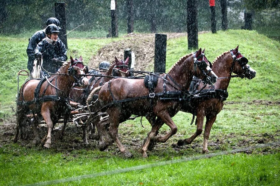 Driving horse. Драйвинг. Драйвинг лошади. Драйвинг марафон. Драйвинг, или соревнования конных упряжек.