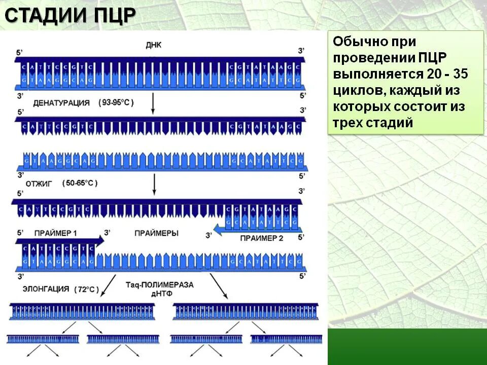 Материал пцр полимеразную цепную. Этапы цикла пцр микробиология. схема двух циклов пцр микробиология. этапы пцр. схема проведения пцр.