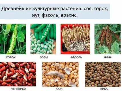 Тип растения фасоль