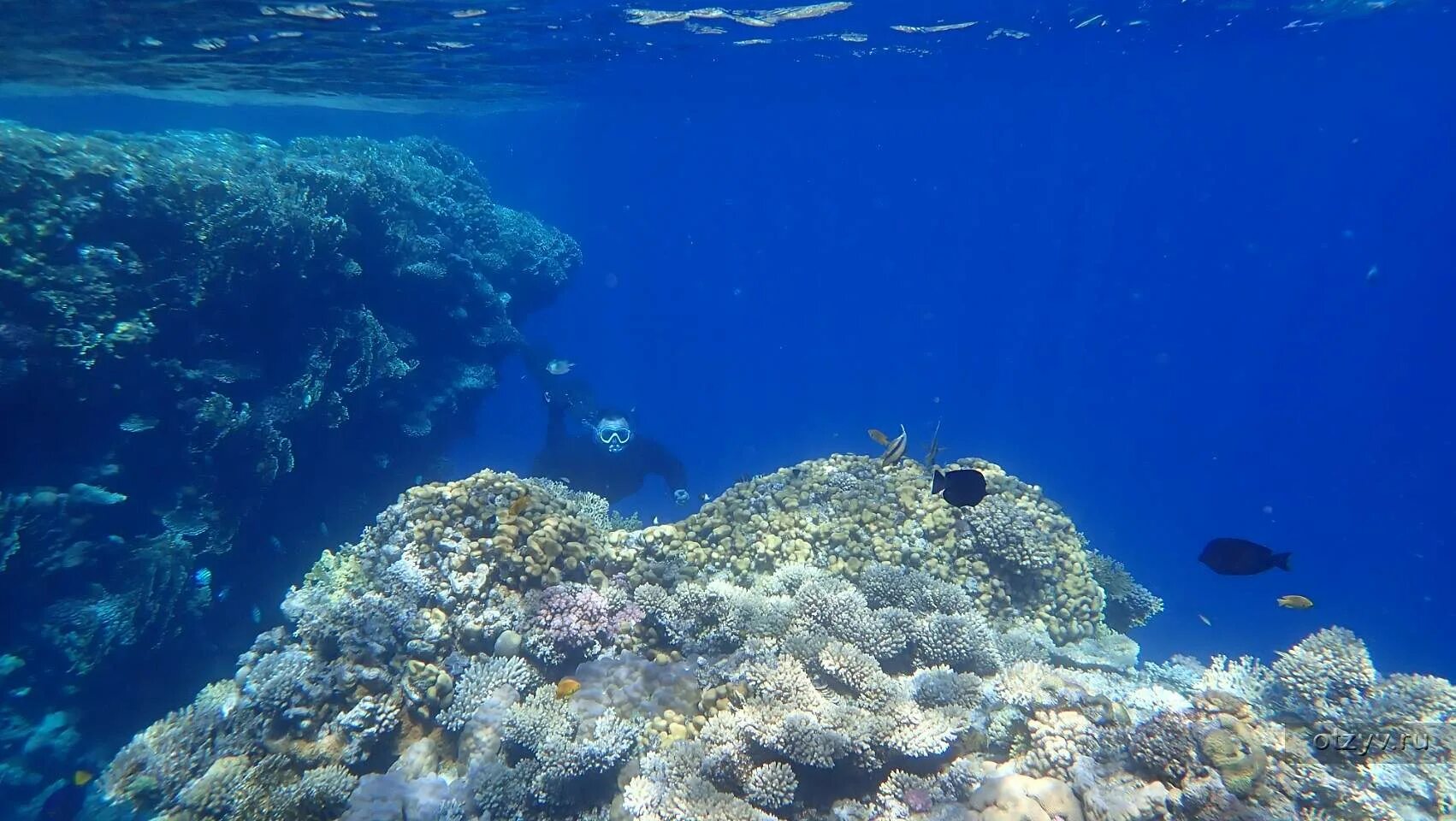 Подводные фото красного моря Морская экспедиция "Море знакомое и загадочное" 2023, Алушта дата и место пров