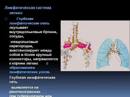 Лимфоузлы в легких