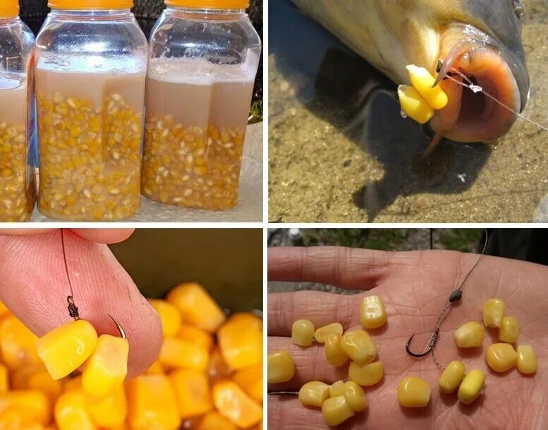 Как правильно насадить кукурузу
