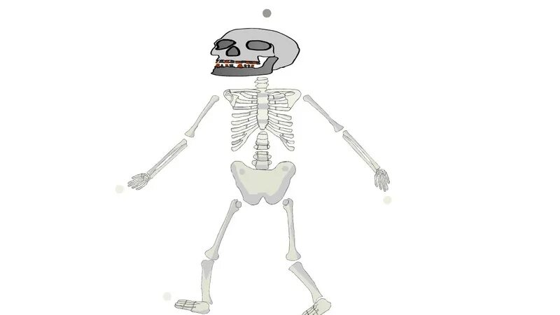 Bones animation