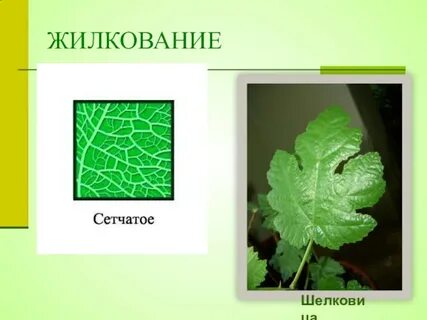 Сетчатое жилкование