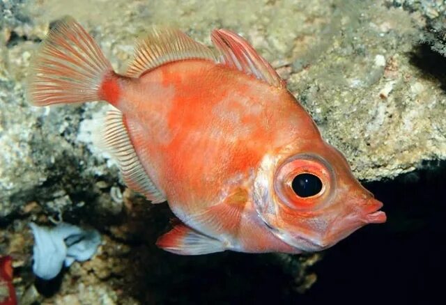 Мелкая рыба 5 букв. Оранжевая рыба-кабан Capros aper. Лучеперые. Костные рыбы фото. Капрос.