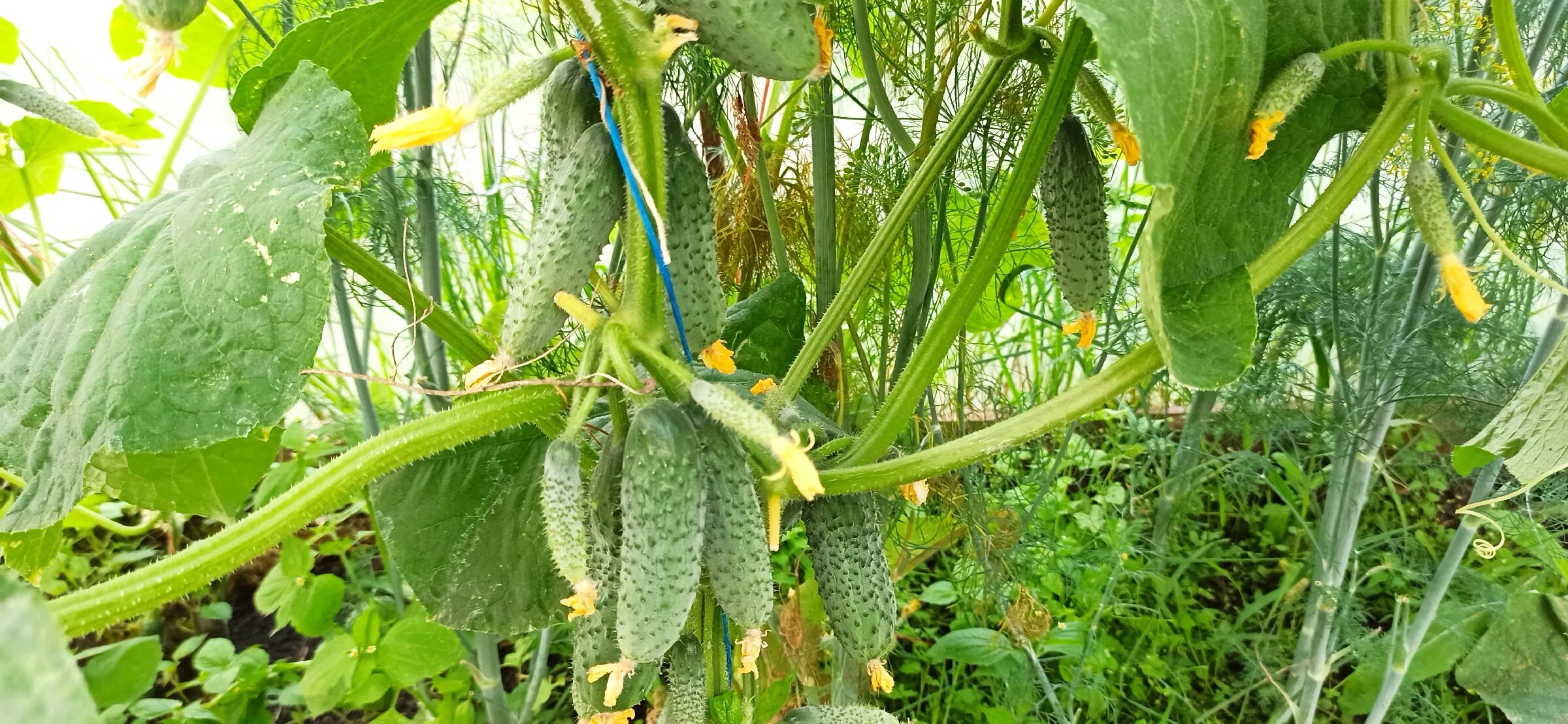 Созрел вопрос огурец. Созревание огурцов. Созревший огурец. Созревание огурцов. Спелые огурчики.