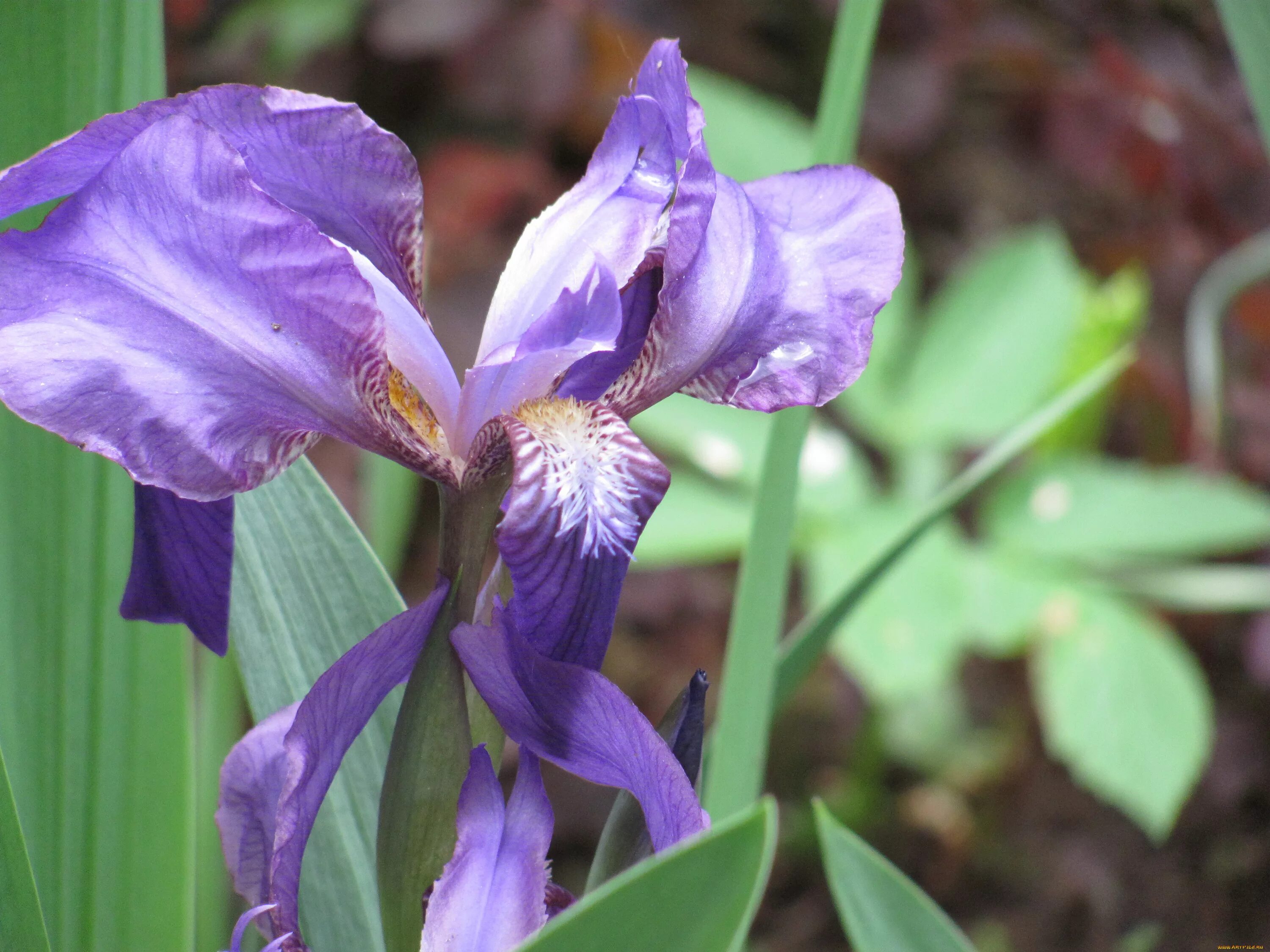 Iris 0.5 1
