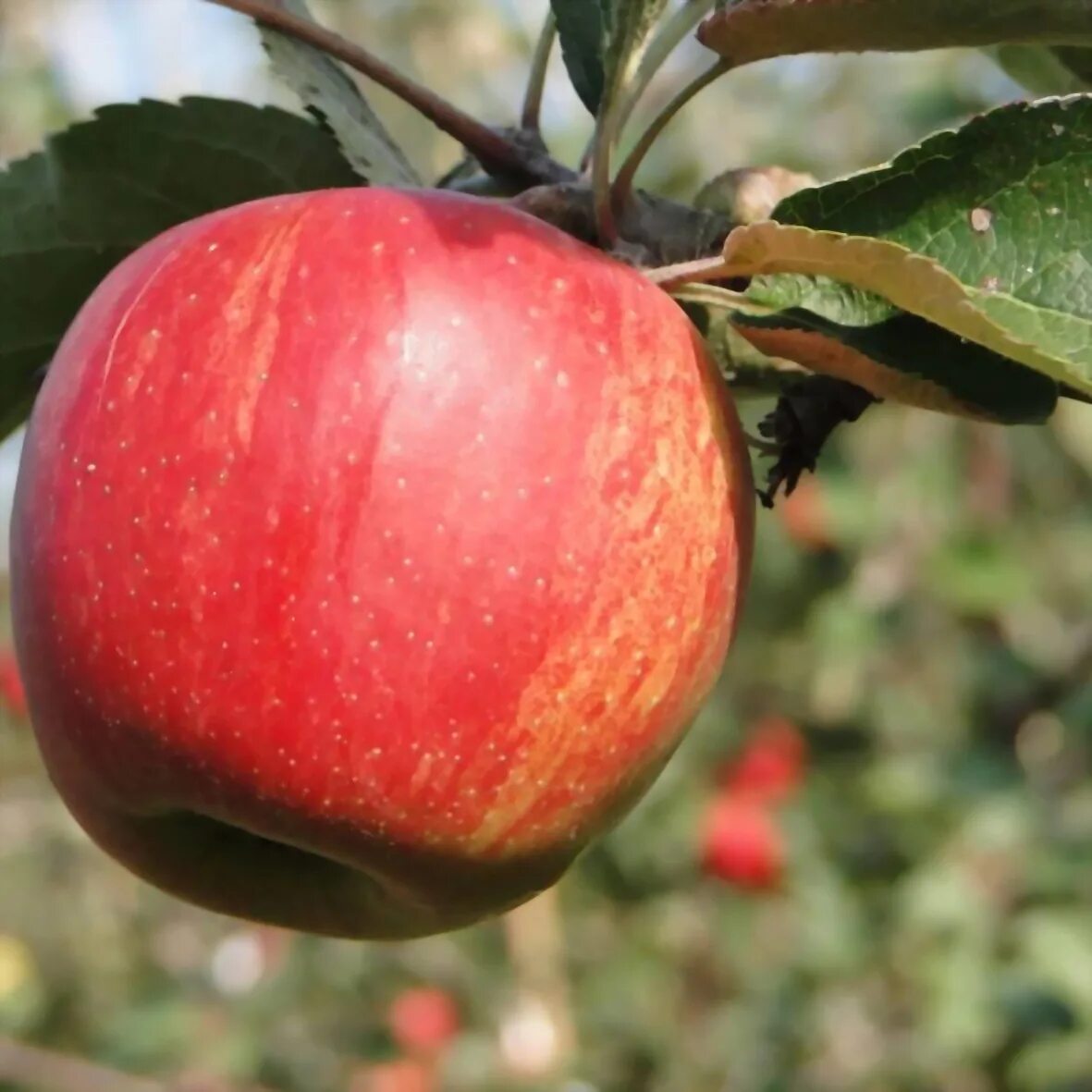 Вид яблони домашней. Яблоня Malus domestica. Яблоня Джонаголд. Сорт яблони Джонаголд. Яблоня домашняя (Malus domestica).