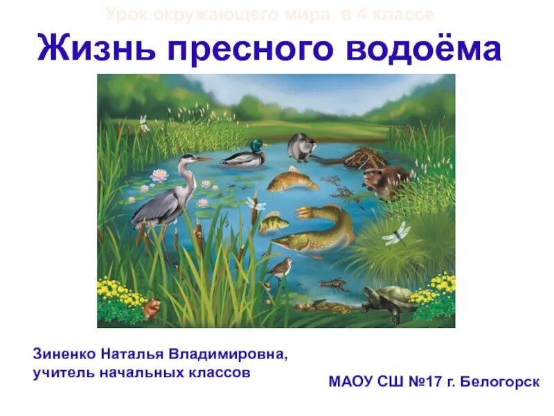 Водоем конспекты занятий. Обитатели водоемов. Обитатели пресных водоемов. Обитатели водоемов картинки. Водоемы для дошкольников.