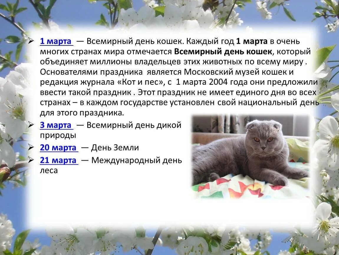 Имя дня кота