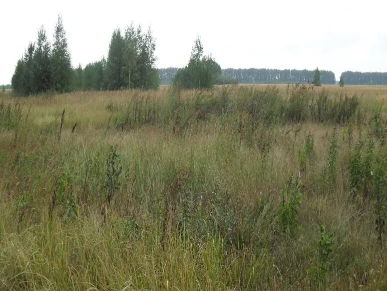 земли сельскохозяйственного назначения. земли сельскохозяйственного назначения. правовой режим земель сельскохозяйственного назначения. земли сельхозназначения. земли сельскохозяйственного назначения.