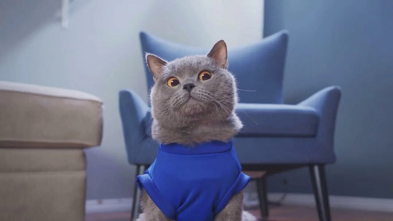 Mike cat