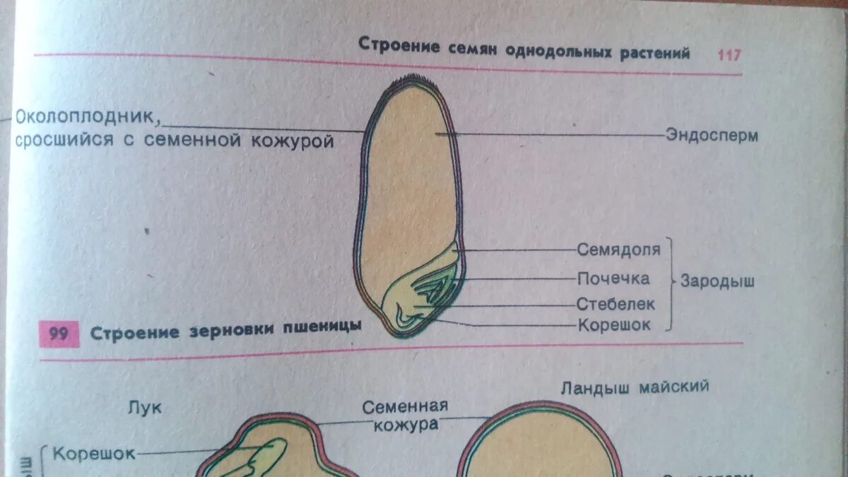 Какое строение семени пшеницы. Строение семени одольного растения рисунок. Строение семян однодольных растений Зерновка пшеницы. Строение семени однодольного растения. Семена зерновки пшеницы и фасоли.