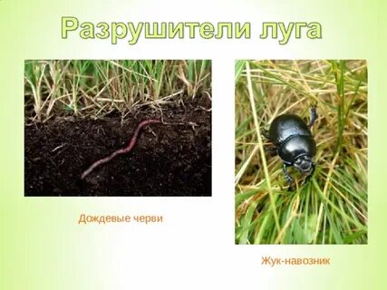 Разрушители природного сообщества