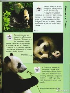 Панда интересные факты о животном