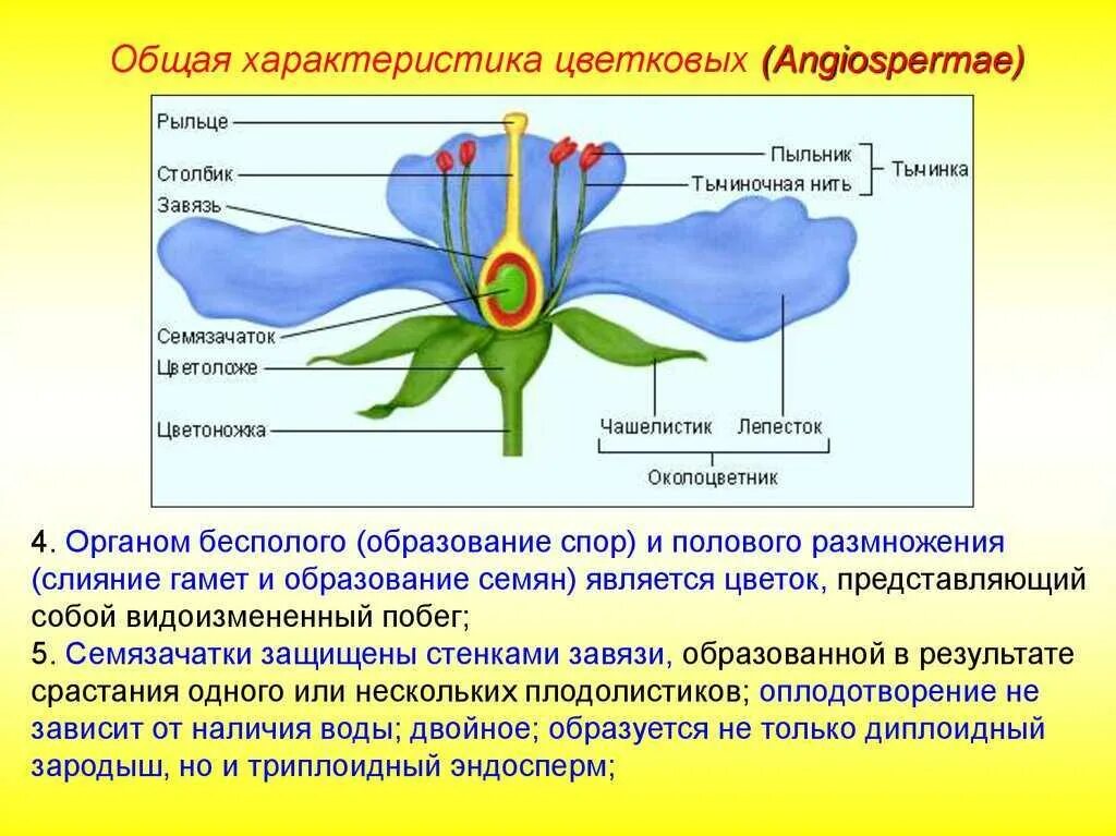 Отдел покрытосеменных (цветковых)растений. Особенности строения покрытосеменных растений. Покрытосеменные краткая характеристика. Строение цветка покрытосеменных.