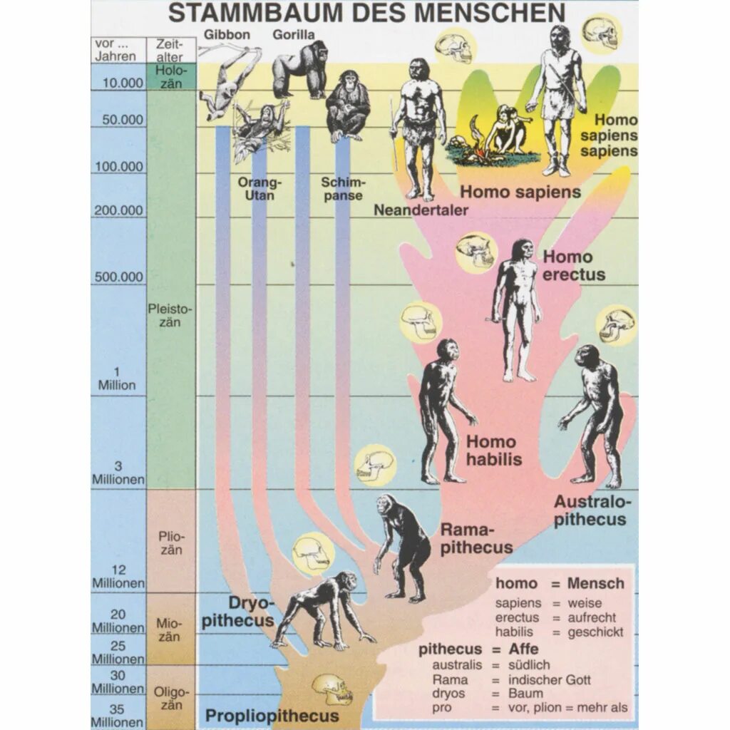 Des menschen. Menschen род. menschen сколько уровней.