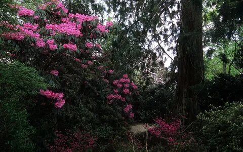 Какие деревья любят влагу