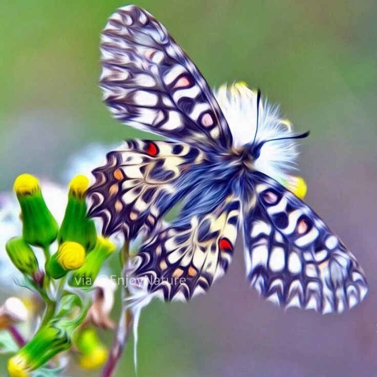 Fetching butterflies pixwox