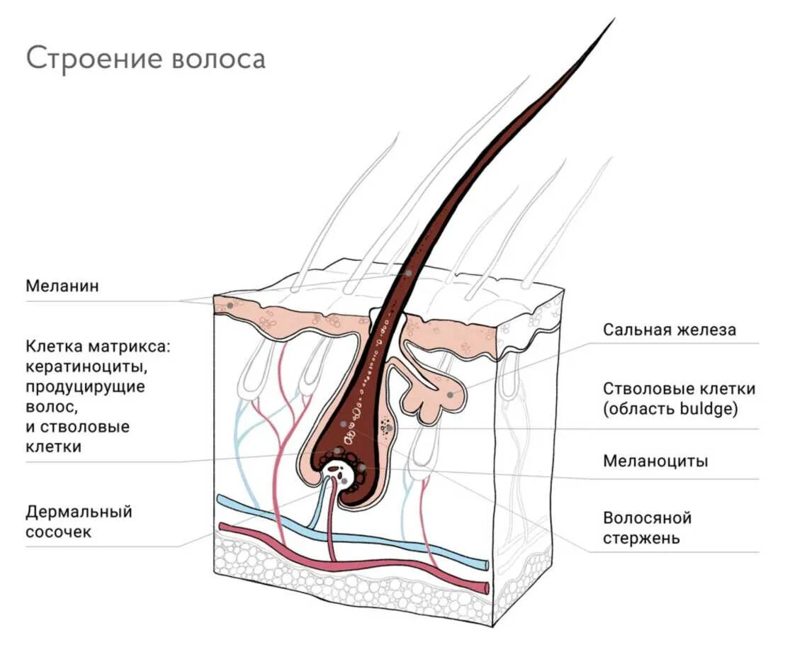 Строение волосяного фолликула схема. Строение волоса лазерная эпиляция. Строение волоса и волосяного фолликула. Строение волоса стволовые клетки.