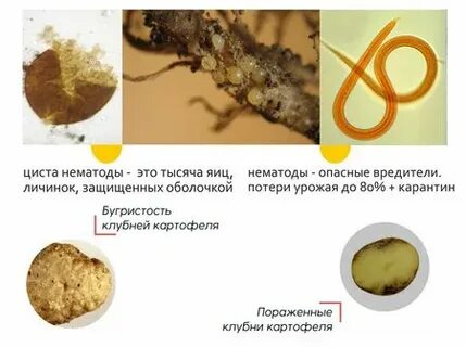 В каком состоянии находилась нематода