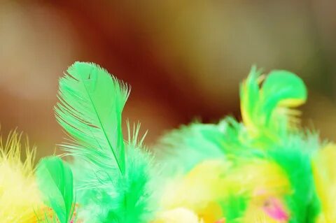Colourful feathers