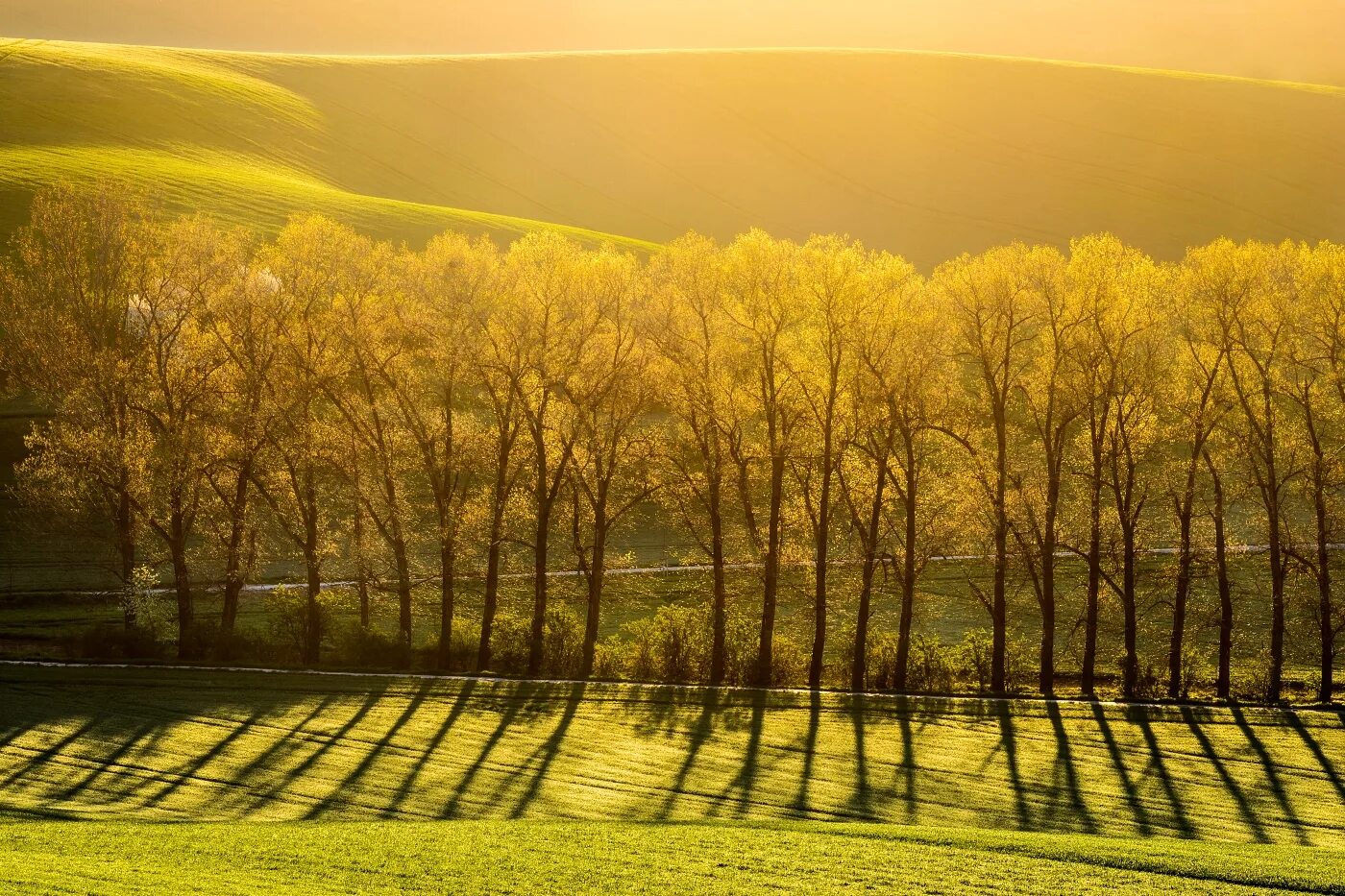 Moravia пейзажи. АК Моравия. Poplar. Poplar illustartion. Row fields