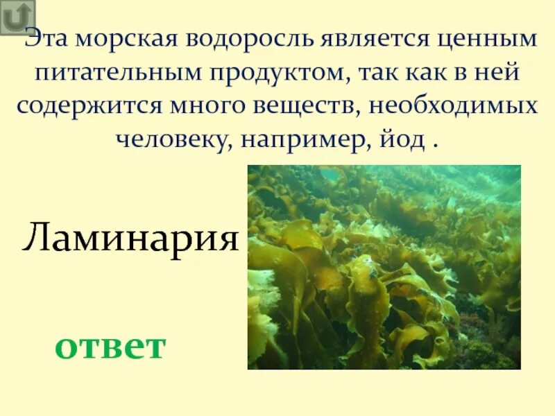 Бурые водоросли являются самыми глубоководными водорослями. Морская капуста ламинария содержит йод. Водоросли накапливают йод. Бурые водоросли. Бурые водоросли йод.