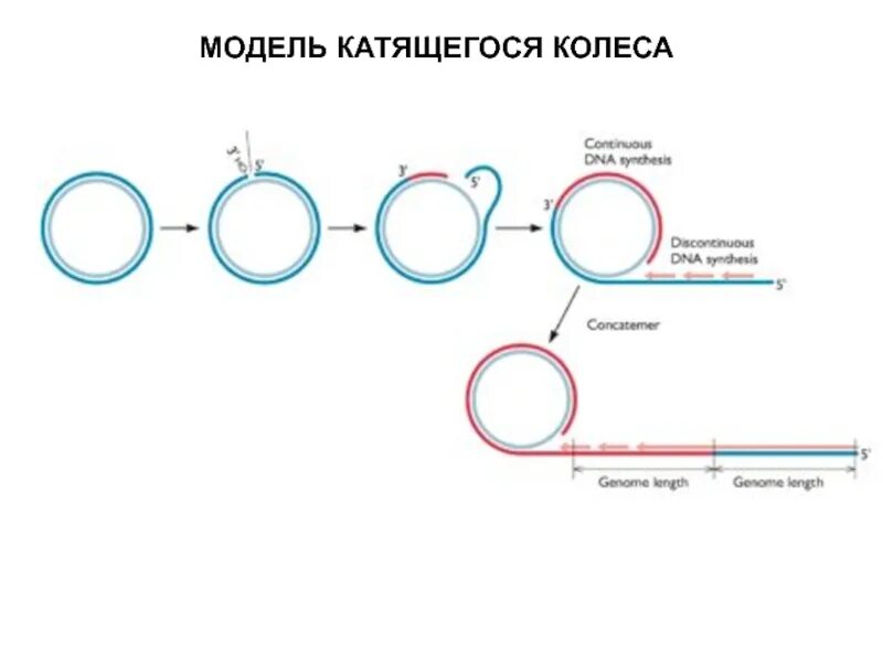 Кольцевая днк прокариот. Репликация по типу катящегося кольца. Модель репликации катящееся кольцо. Механизм репликации катящегося кольца. Репликация ДНК катящееся кольцо.