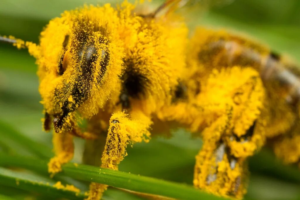 Окраска тела пчелы. Пчелиная пыльца (Bee pollen). Пчела с пыльцой. Лапка пчелы. Пчела с пыльцой на лапках.