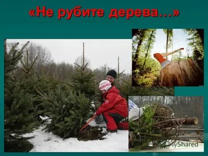 Не будет деревьев не будет жизни