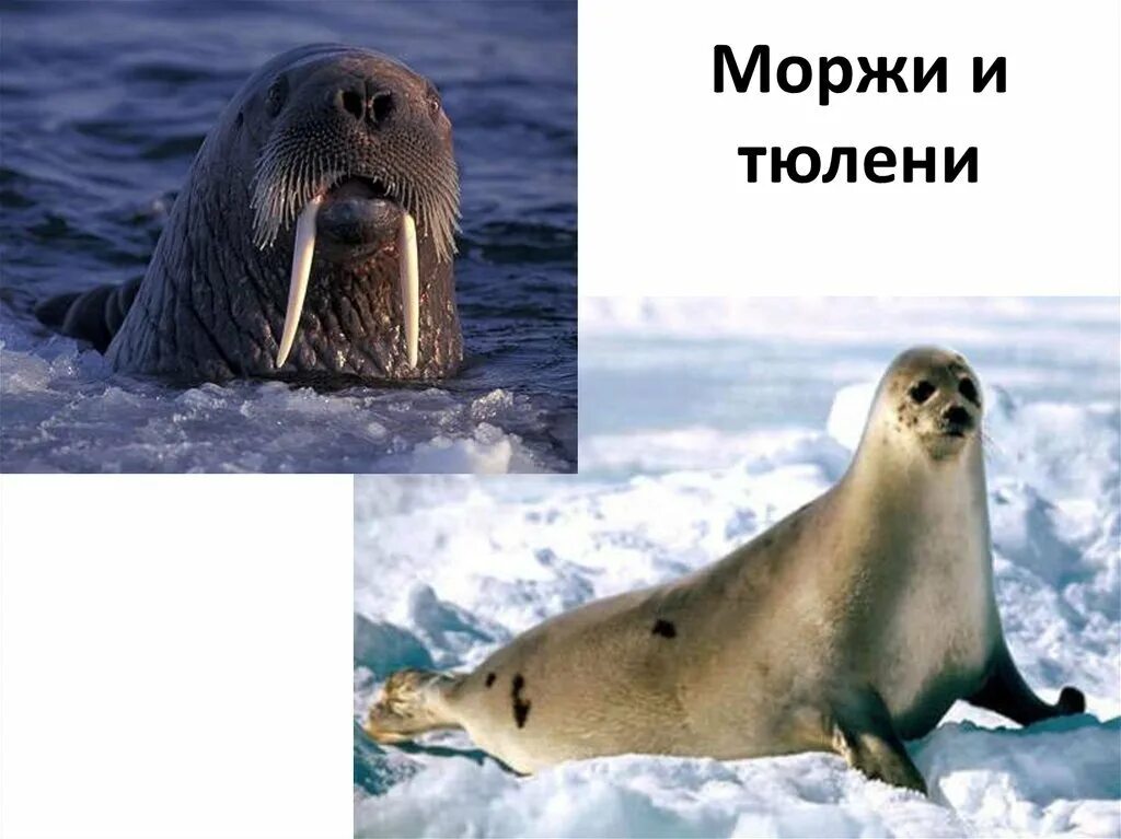 Чем отличается морж от тюленя. Тюлени морские котики нерпы моржи. Морж тюлень и морской котик разница. Моржи тюлени морские котики. Морж тюлень морской котик отличия.