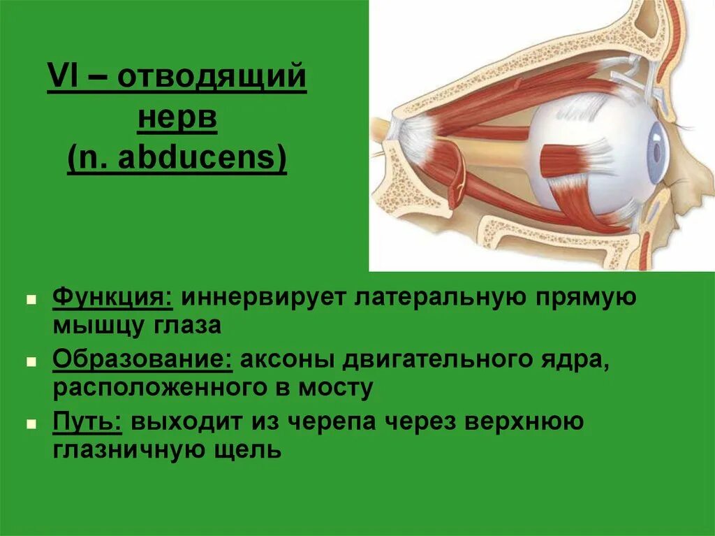 Ресничная мышца глаза функции. Функции отводящий нерв нерва. IV пара –– блоковый нерв (n. trochlearis). Ядро блокового нерва функции. Блоковый нерв анатомия ядра.