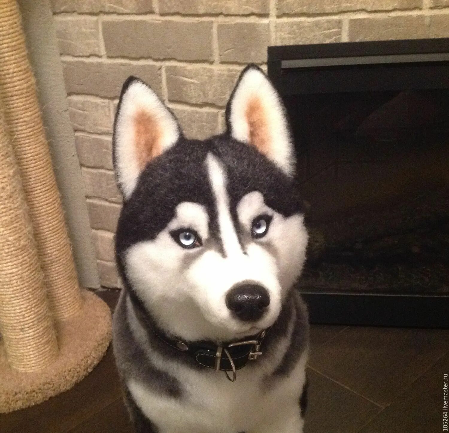 Пес по имени мани. Хаски под. Хаски кихаль. Хаски под. Фабрика хаски архангельск.
