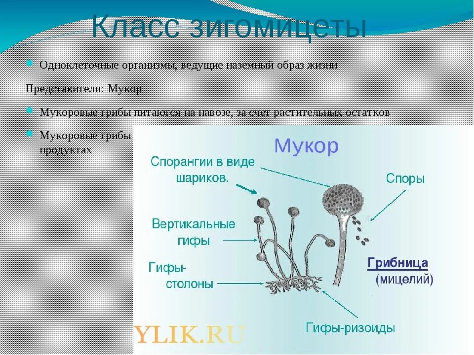 Мукор класс грибов