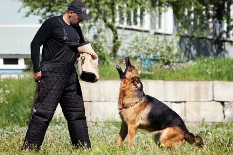 Кинологический клуб собак