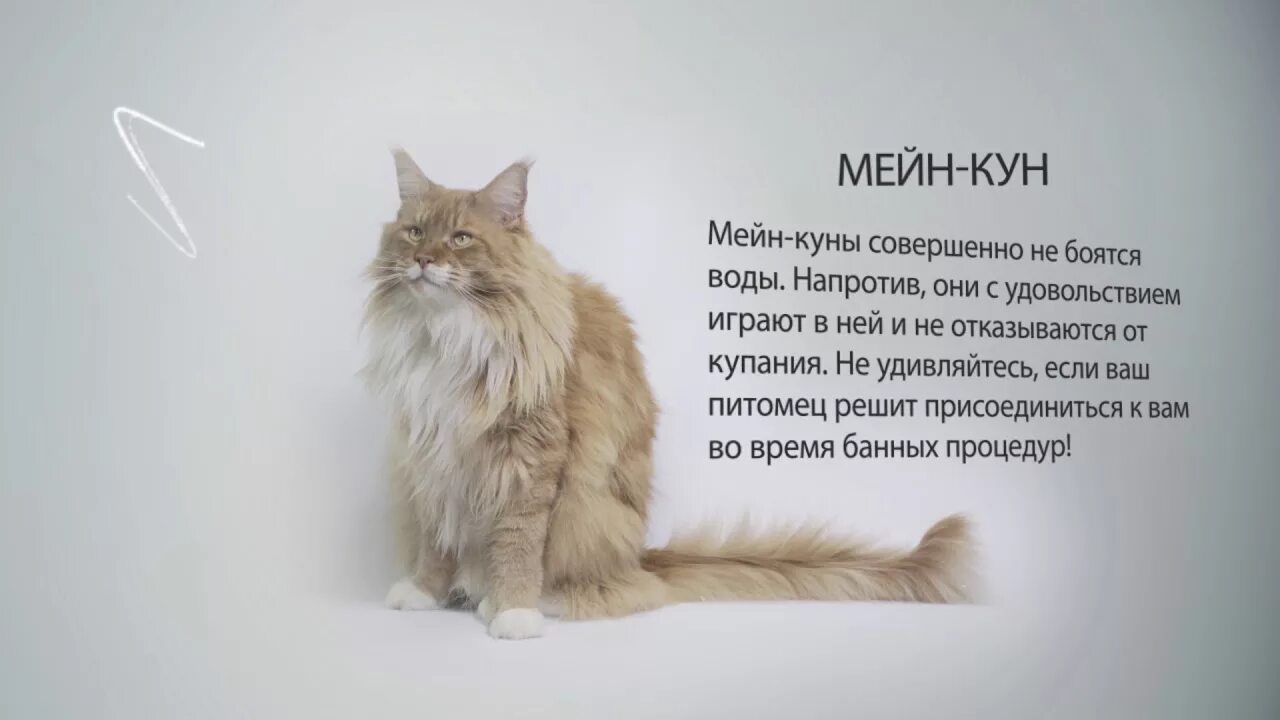 Кличка кота мейн. Мейн кун кратко о породе. Кошки породы Мейн кун описание. Факты о кошке Мейн кун. Характер кошек Мейн кун.