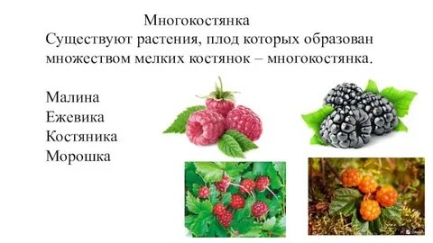 Тип плода малины