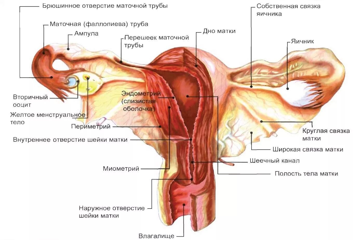 Женские половые органы трубы. Строение матки с придатками. Внутреннее Анатомическое отверстие матки. Маточная труба внутреннее строение. Строение матки и придатков анатомия.