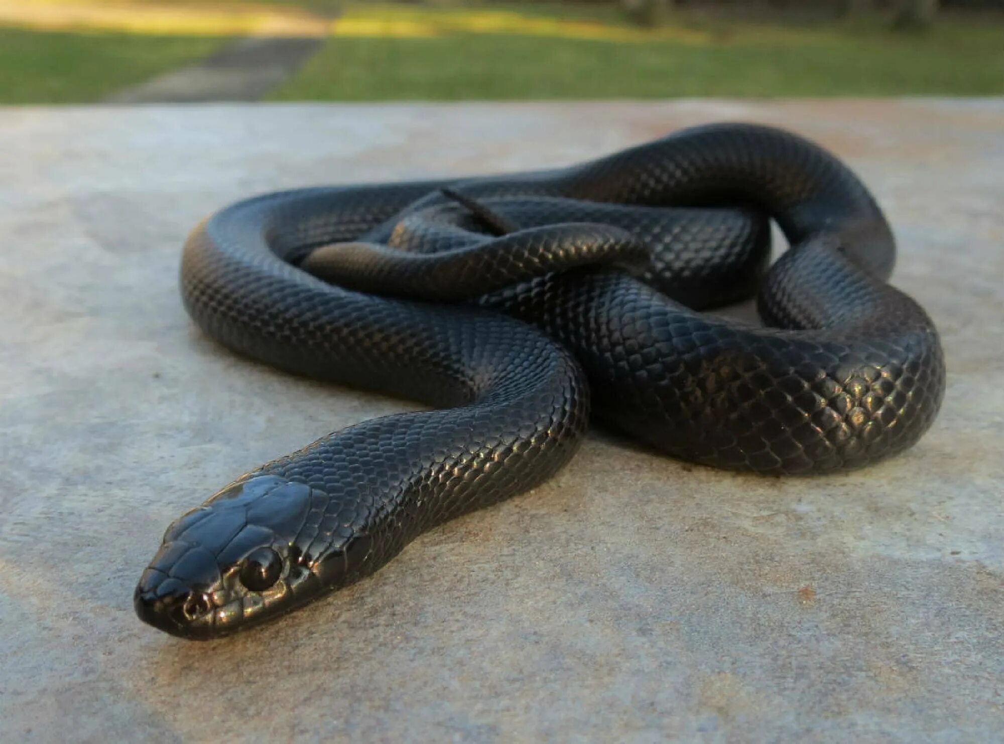 Темного змейка. Королевская змея нигрита. Чёрная Королевская змея нигрита. Полоз нигрита. Змея Нигритта (Королевская “Nigrita”).