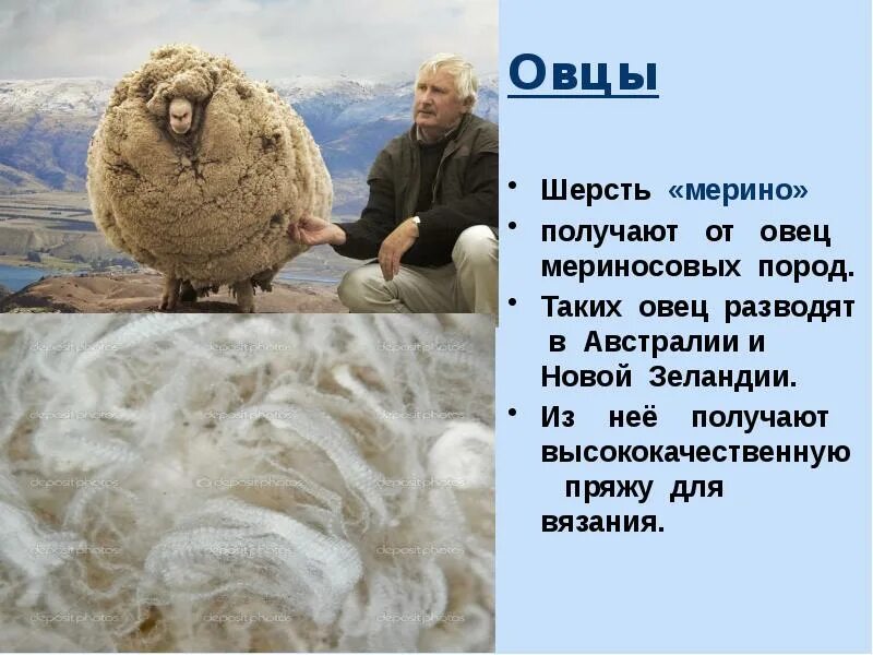 Шерстяная ткань из пряжи мериносов 8 букв. Шерсть овец мериносов. сообщение про шерсть. шерсть презентация. мериносовая овечья шерсть.