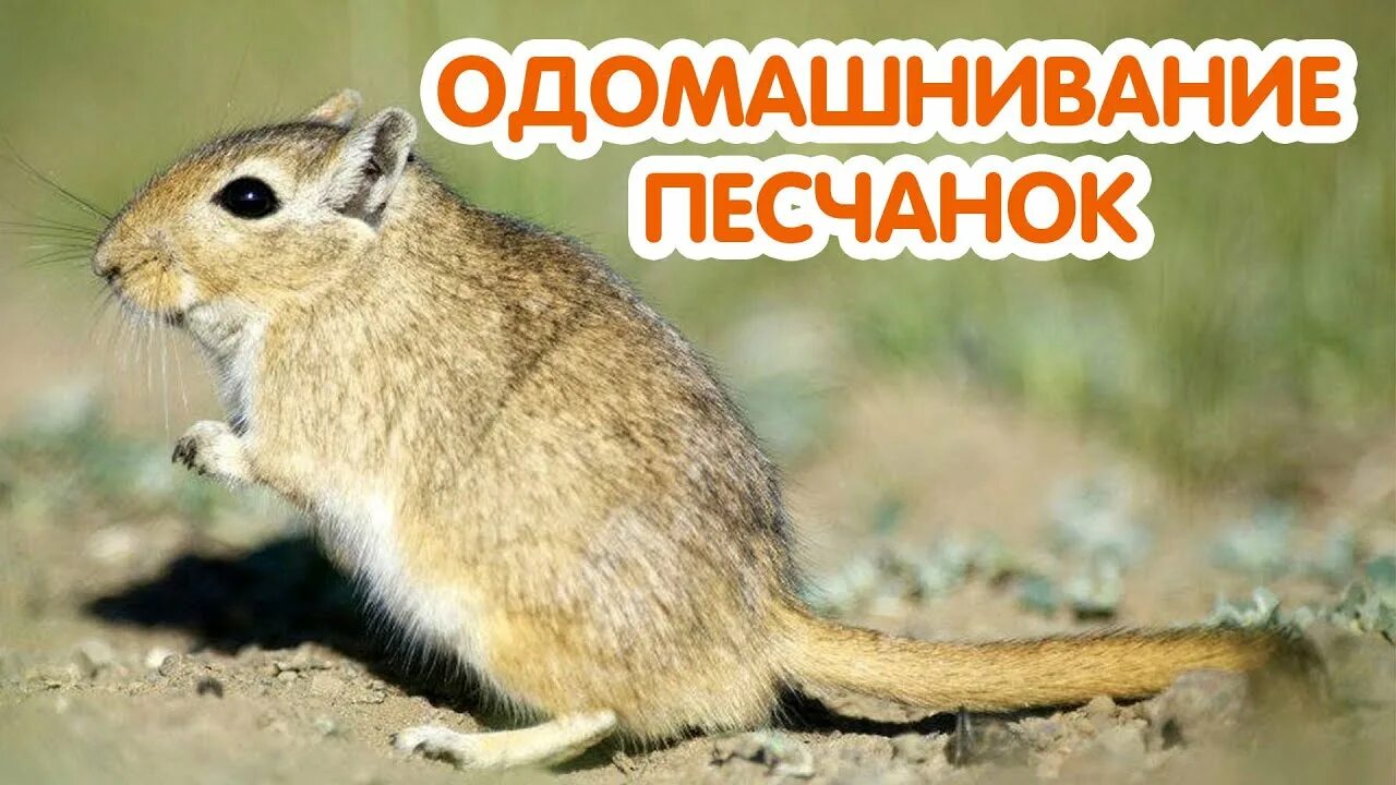 Песчанка это животное. Монгольская мышь песчанка. Мышь песчанка. Пушистохвостая песчанка. Североафриканские песчанки.