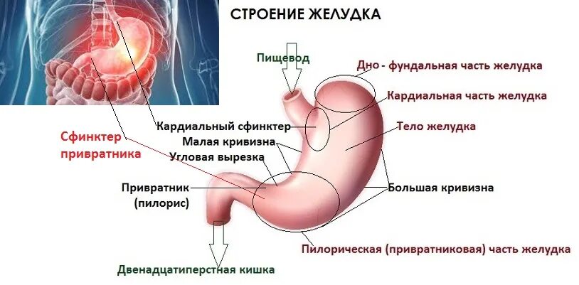 4 части желудка. Малая кривизна желудка функция. Строение желудка привратник. Опишите строение желудка.